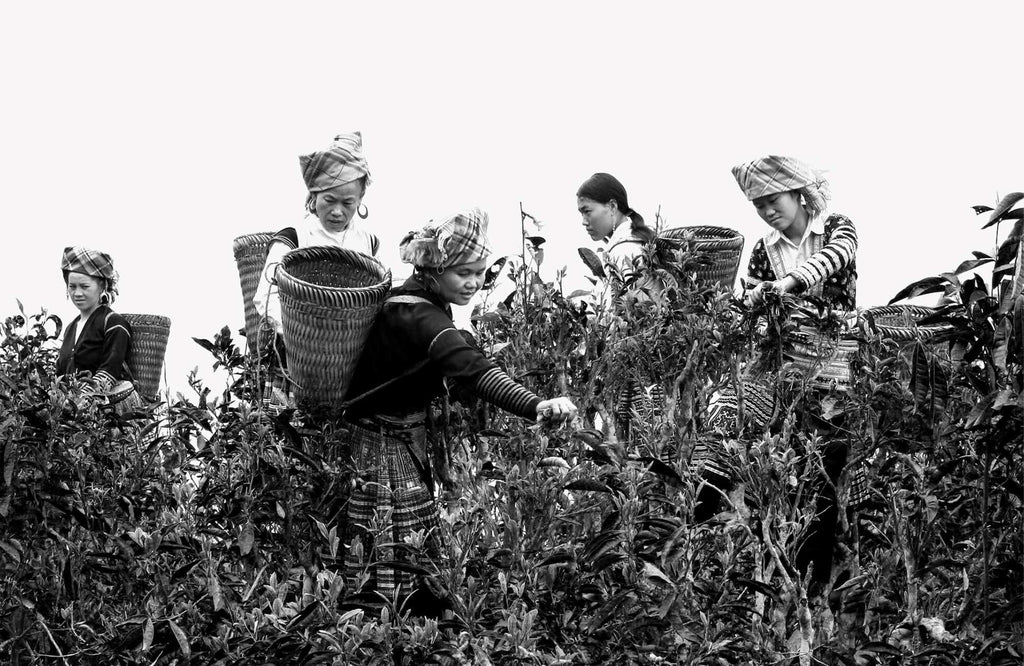 Women from the H'Mong Tribe in Northern Vietnam picking leaves from wild native tea trees.