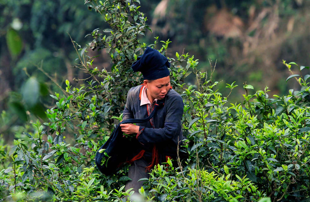 Tea picker in the Yen Bai region of Northern Vietnam, harvesting leaves from wild, native tea trees in the mountains.