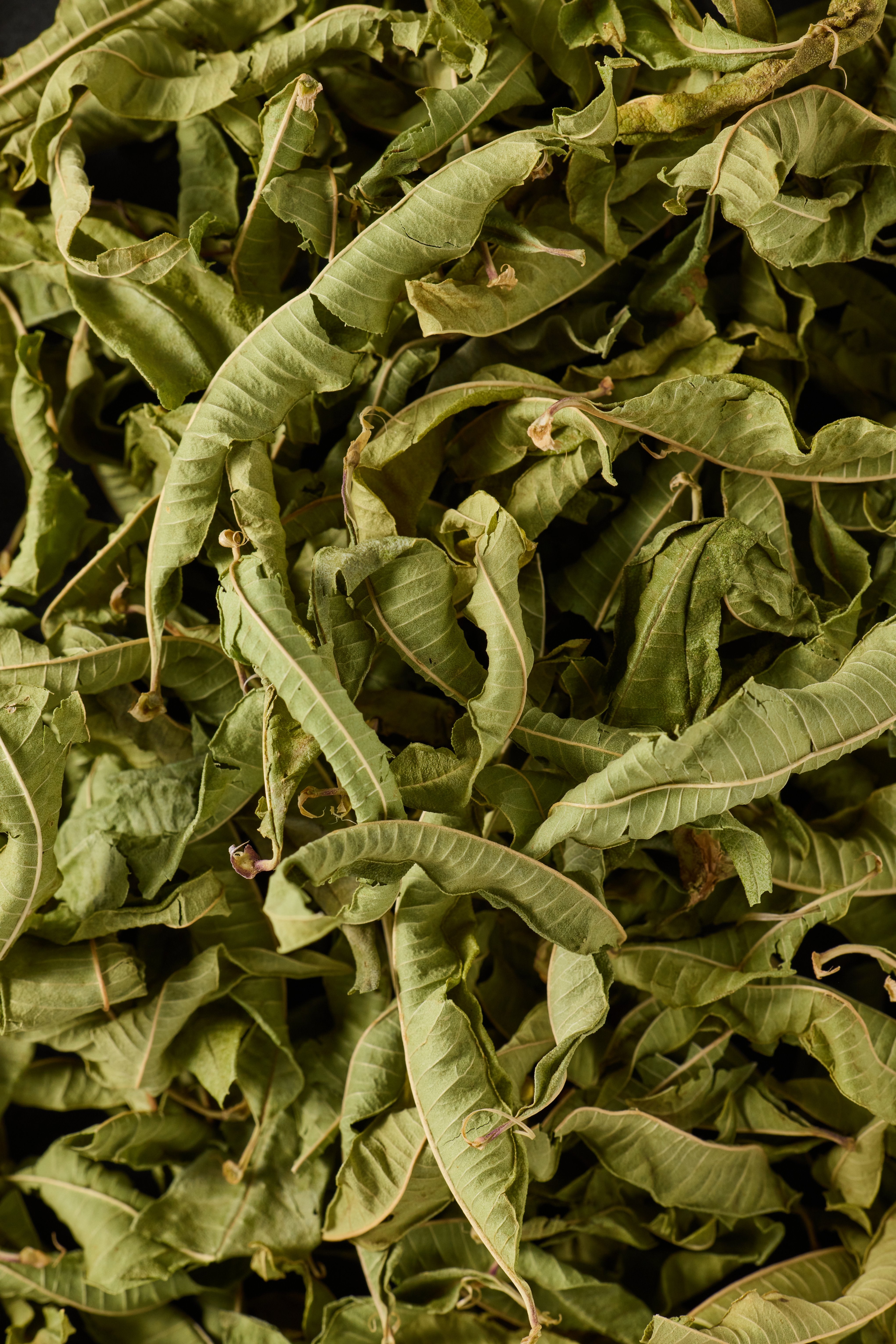Lemon Verbena