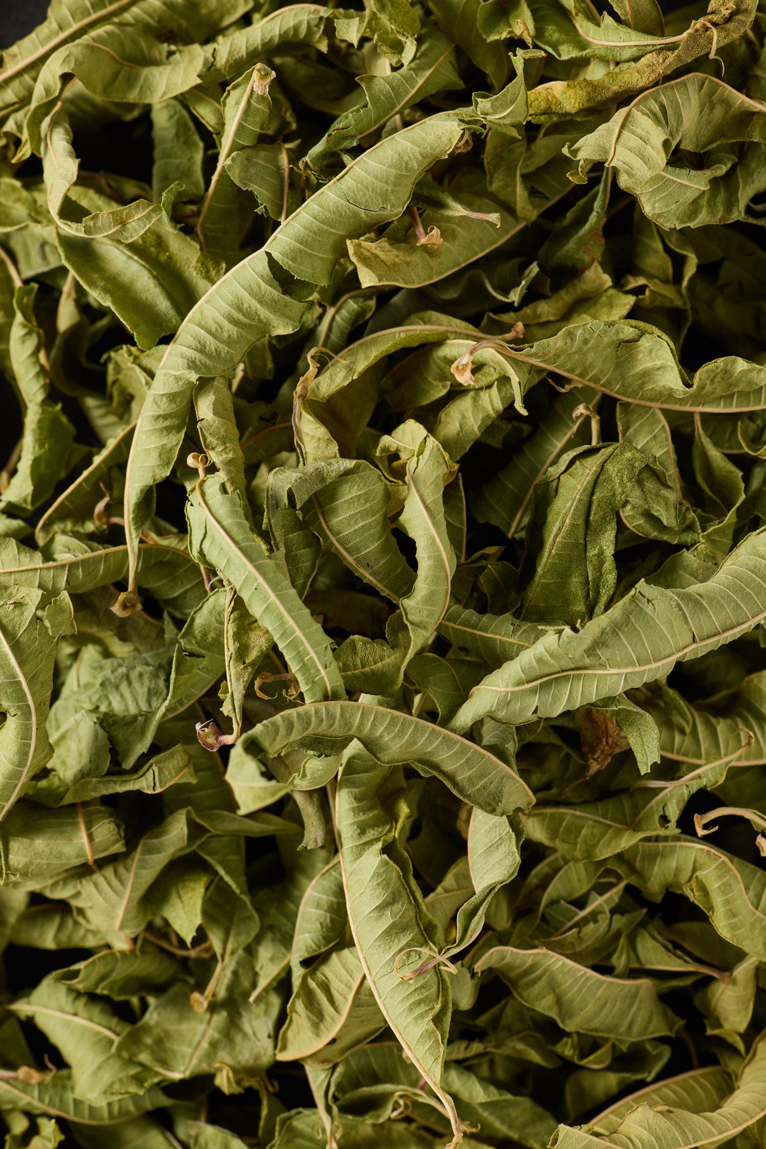 Lemon Verbena