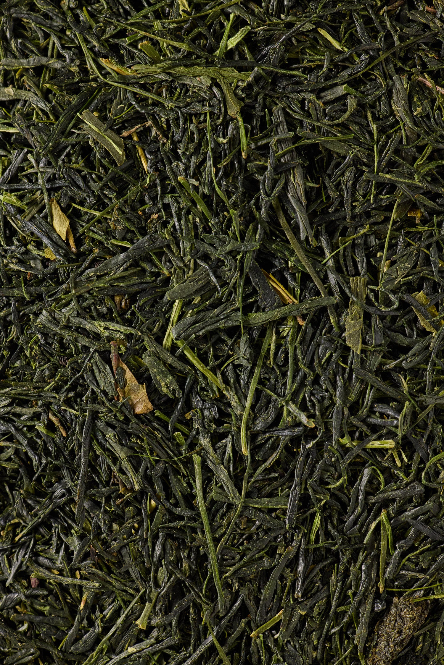 Shaded Sencha