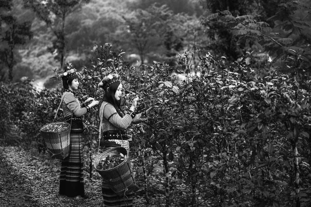 black&white #48: The awe-inspiring story of Phyu Thwe and the Mogok Tea company