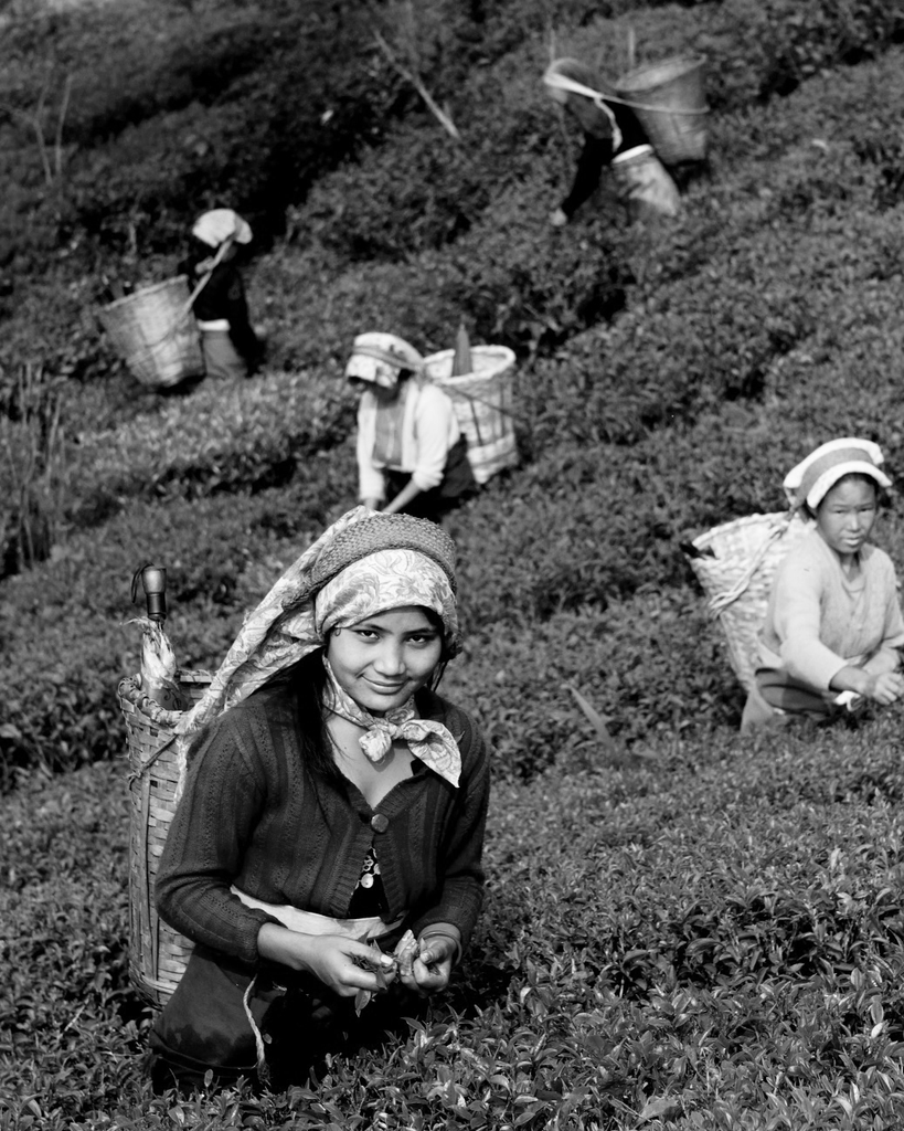 black&white #15: The quest for tea authenticity