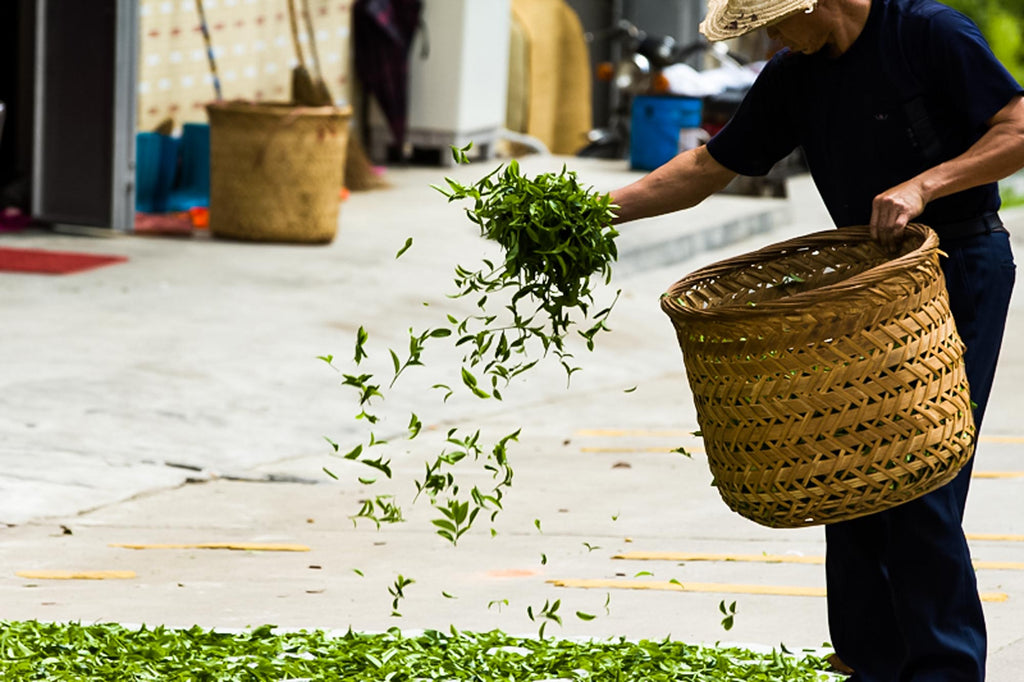 Chinese tea picker sorting tea leaves