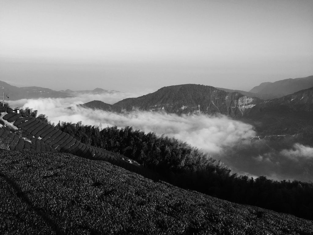 split image: tea farm view in the clouds, loose leaf tea in hands