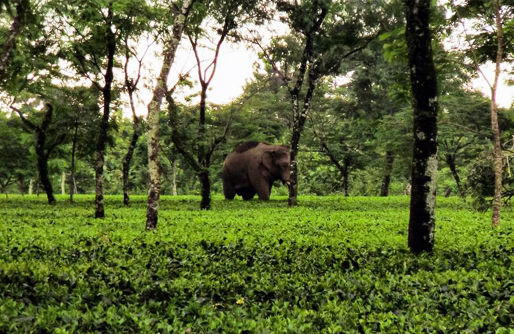 An elephant walking through The Marionbarie Tea Estate