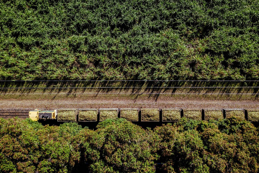 Birdseye view of sugar cane fields and a truck filled with the sugar cane