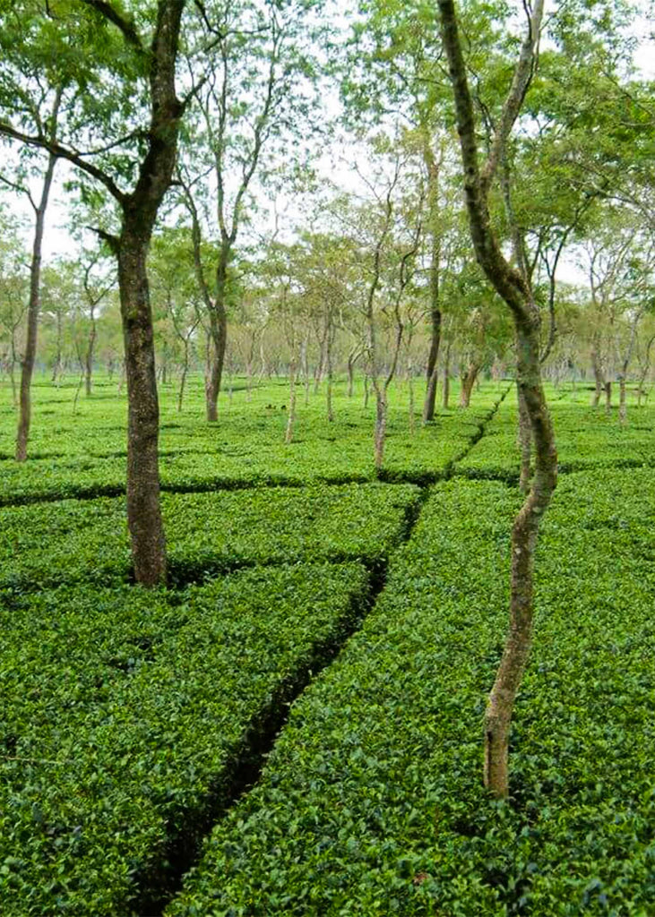 Assam tea fields