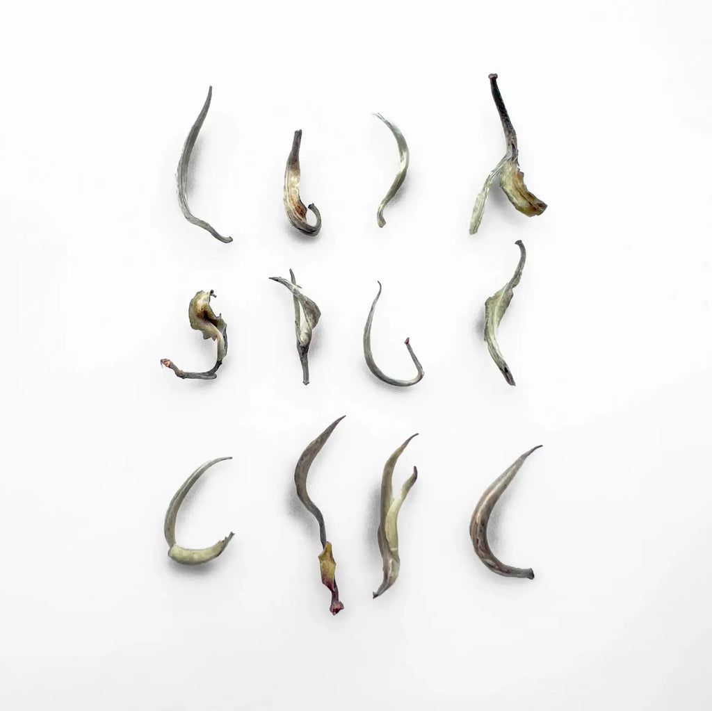 Canton Tea Premium Tea Suppliers For Wholesale & Public